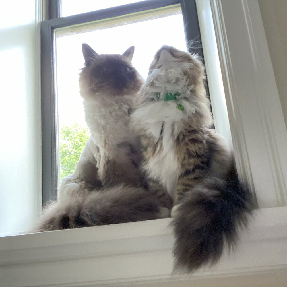 Meet your Posher, ardita